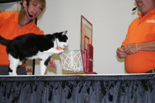 Illustration for article titled Cats Being CAThletes: An Afternoon at the CFA Iams Cat Championship